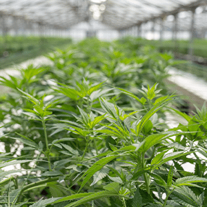 ZL website post image cannabis 8.19.22