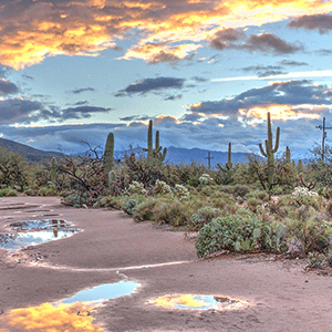 ZL website post az cannabis 12.5.22